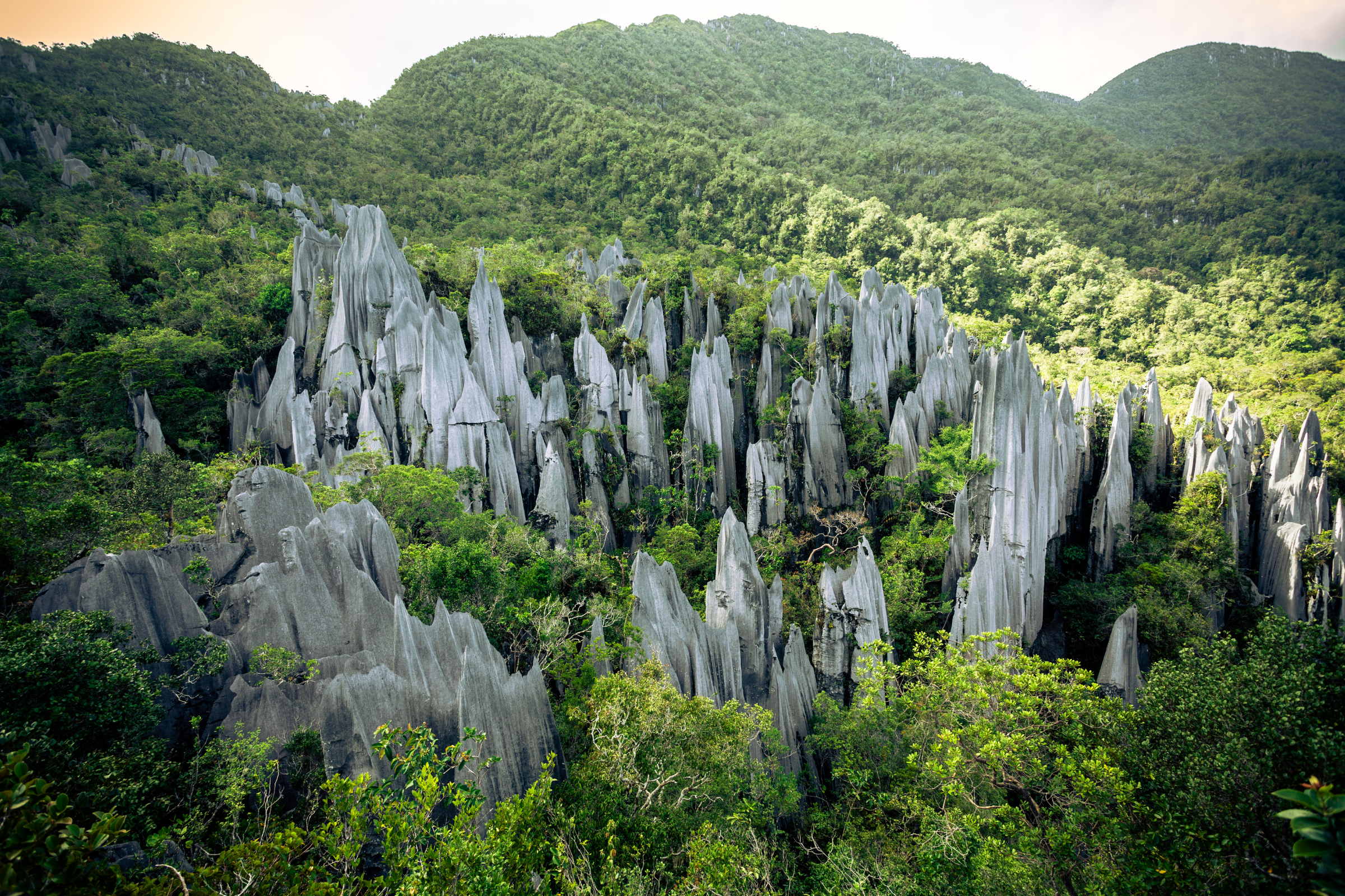 mulu national park.webp